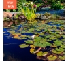 Visite des jardins d'Acorus