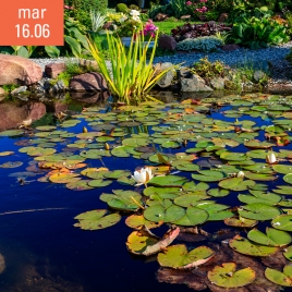 Visite des jardins d'Acorus